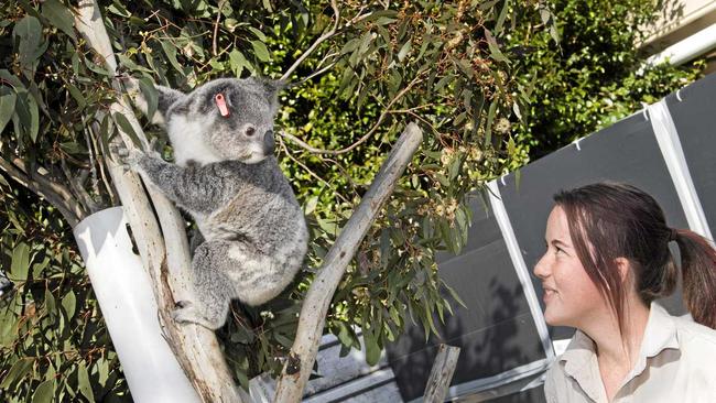 COUNCIL WILDLIFE CAMPAIGN: Poppy the koala enjoys a morning chat with wildlife carer Kiara Hill. Picture: Nev Madsen