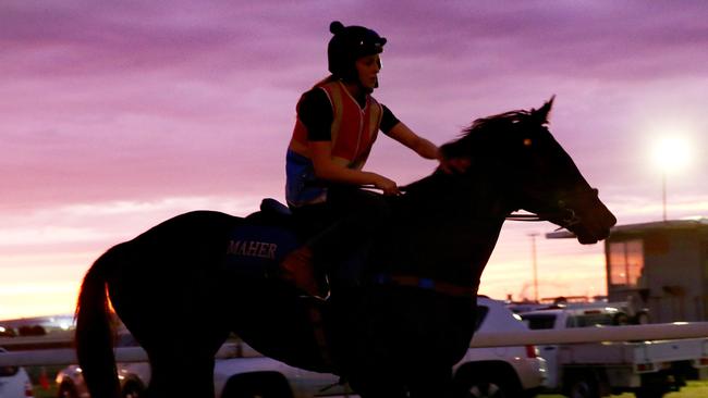 Azkadellia during early morning trackwork at Doomben last week. Picture: Liam Kidston