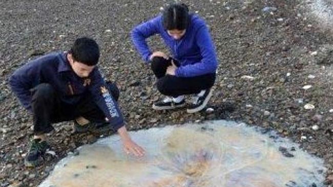 Huge ... The giant jellyfish that washed up on a Tasmanian beach. Picture: Josie Lim