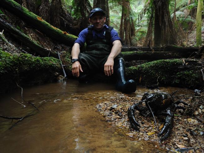 Crayfish researcher Todd Walsh watches a female at the water’s edge in the Tarkine.