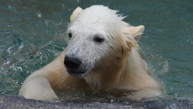 Mishka tests out the new pool