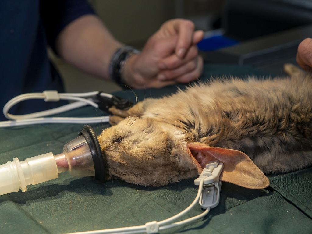 They have been cared for at the Greater Bilby breeding program at Taronga Western Plains, one of the country’s most important threatened species initiatives. Picture: Rick Stevens