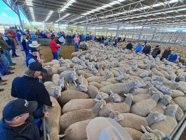 Action from the Corowa sheep sale.