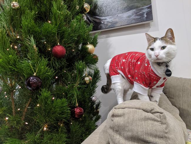 Pacey looking excited for Christmas in Mernda. Picture: Nathan Louws