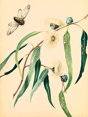 <p>Visitors to the colony were exposed to a whole new world of flora and fauna. <em>Study for gum-flowers and 'love'</em>, 1850, by Scottish artist Louisa Anne Meredith.</p> <p><strong>Seeing was believing</strong><br/> </p> <p> </p>