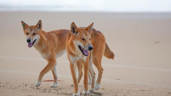 Dingoes on the beach at Fraser Island.