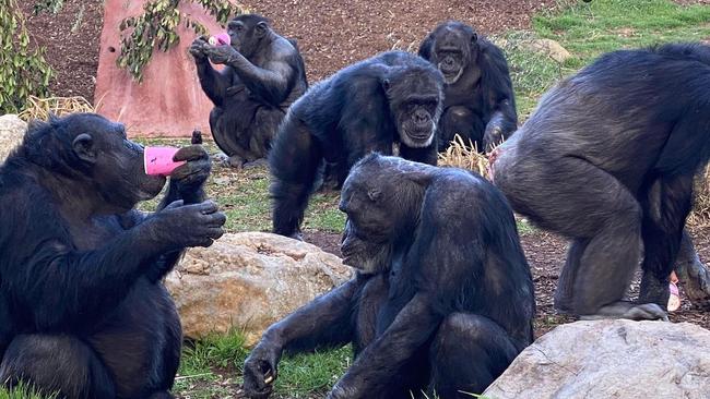 Chimpanzees at Monarto Safari Park drinking their soup as they recover from respiratory syncytial virus (RSV). Picture: Monarto Zoo