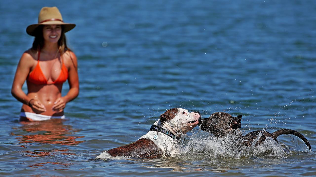 Northern Beaches Council: Dog attack stats prompt push for canine training  incentives | Daily Telegraph