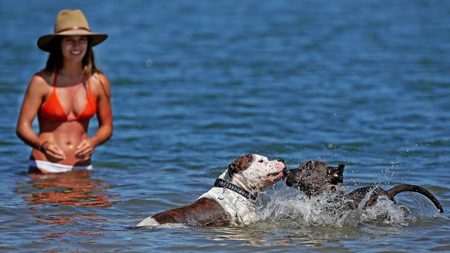 Dogs playing in Pittwater at the official off-leash location at Rowland Reserve, Bayview. The council will report on the possibility of incentives being introduced to encourage more people to take their pets to obedience training classes. File picture: Troy Snook