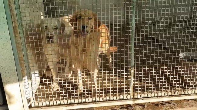 Dogs at the Stockhaven puppy farm near Inverell were found to live in concrete kennel blocks with no bedding and constantly wet floors.