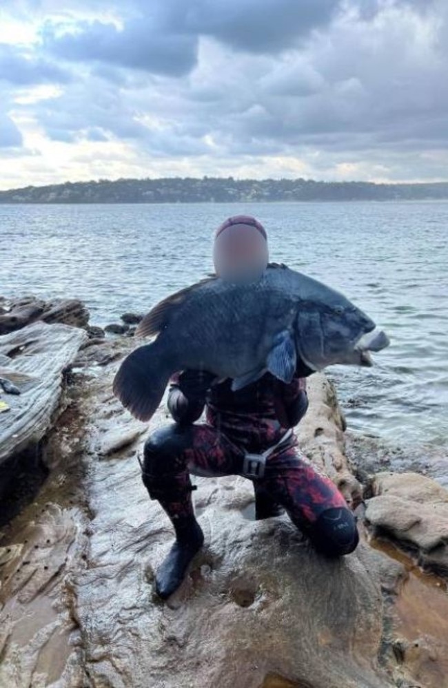 A spearfisherman could have been fined up to $22,000 for killing blue groper in Sydney's south.