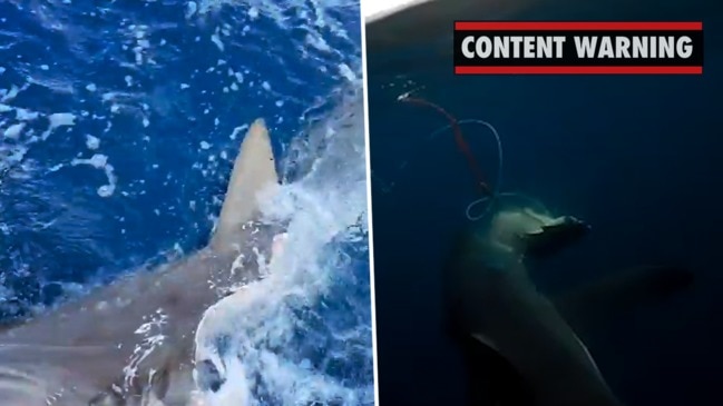 Great white sharks on the NSW south coast | news.com.au — Australia’s