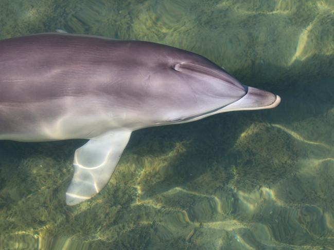 Dolphins feared dead amid conflict over wildlife rescue