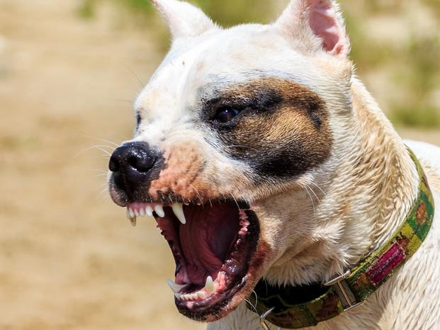 Dog attack generic Townsville.