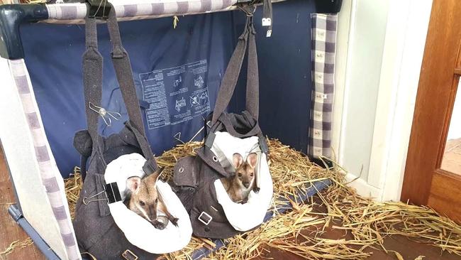 Two orphaned Red-necked wallaby joeys in care after their patch in a garden around the Northern Rivers was destroyed. Picture: Supplied