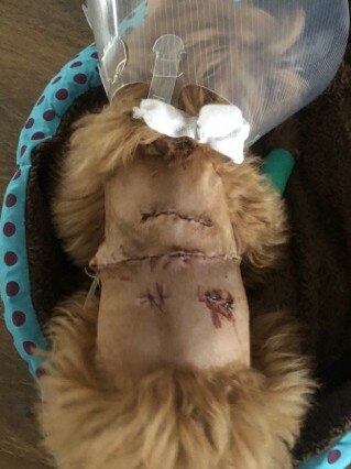 The cavoodle puppy was left with horrific injuries to his back.