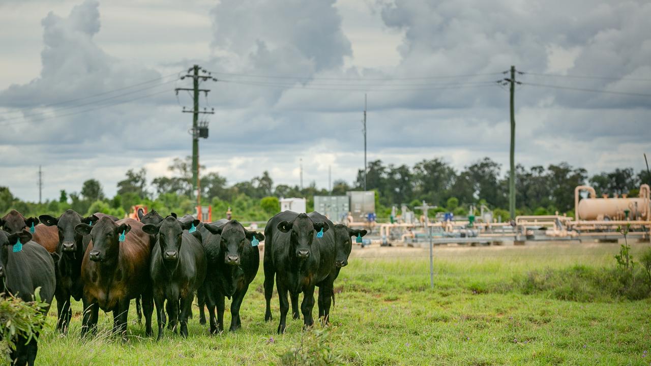 Cattle graze in front of a gas well in Wallumbilla.