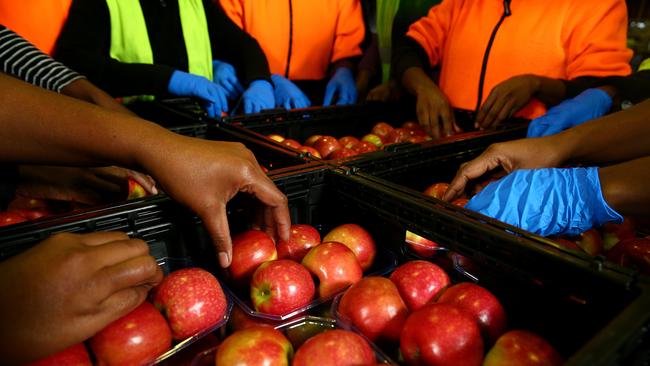 Michelle Garae 29 (front left) from Vanuatu is a Pacific islander who is employed on the seasonal worker program as a fruit picker in Stanthorpe. Pictured at work in the packing shed at the Stanthorpe Apple Shed, Thulimbah. Pics Adam Head