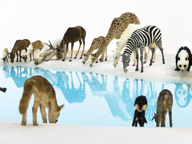 You can see Cai Guo-Qiang’s stunning “Animals” at via the Queensland Art Gallery’s virtual tour. Picture: Natasha Harth