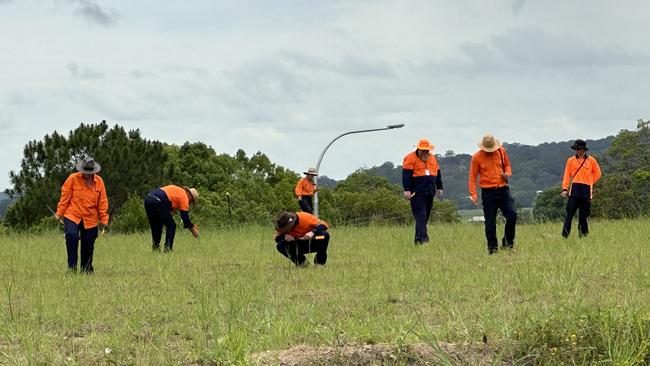 Members of the National Fire Ant Eradication Program carefully inspect a site in South Murwillumbah for any sign of red imported fire ants. Picture: supplied.