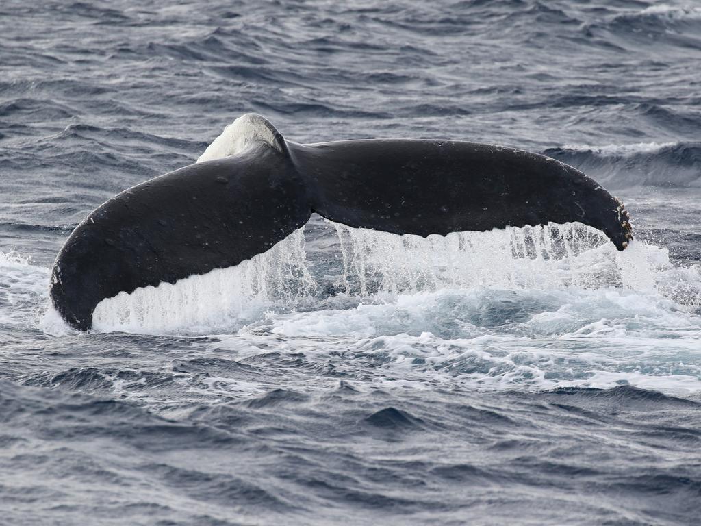 First humpback whales of the season spotted on the Gold Coast | Gold ...