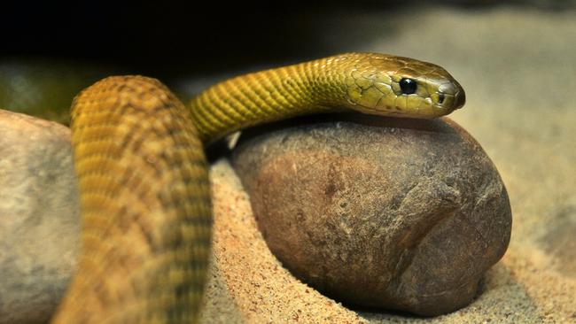 This relatively pleasant-looking snake happens to be an inland taipan (or fierce snake). Native to Australia, it’s the most toxic snake in the world — although no one has even been killed by one.