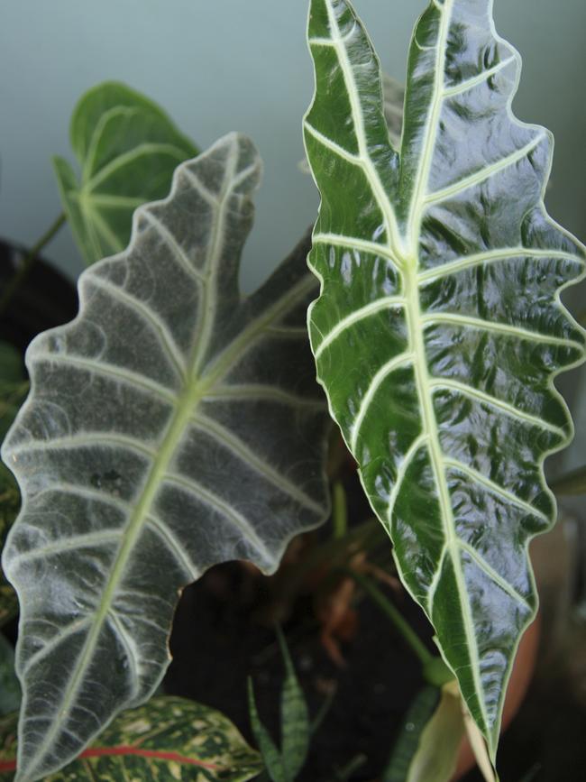 Alocasia.