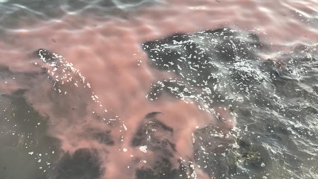 Mystery stain in Manly Cove.