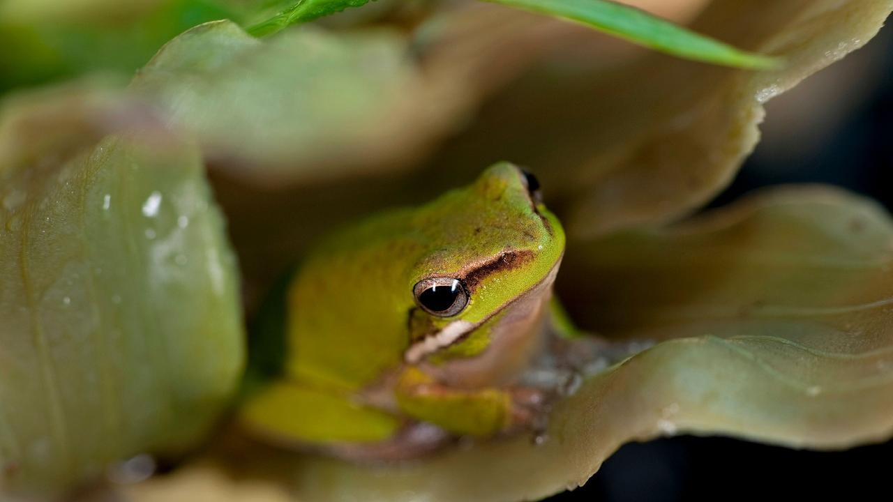 Frog ID Week The Courier Mail