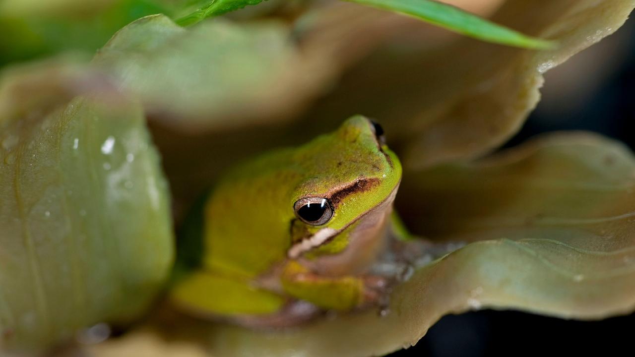 Frog Id Week 2024 Uk Cordey Marcile