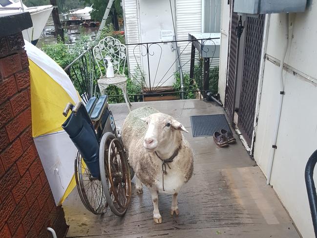 Bruce Broadhurst's pet sheep knows to come up to the balcony when the waters in his Moorebank home by the Georges River start to rise.