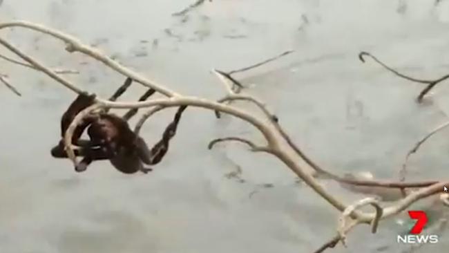 The spider was rescued and placed in a tree in the town centre. Picture: Andrew Giliberto/Channel 7.