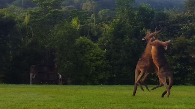The prequel to the Jeff Horn v Manny Pacquiao blockbuster fight played out in the Currumbin Valley on the weekend.