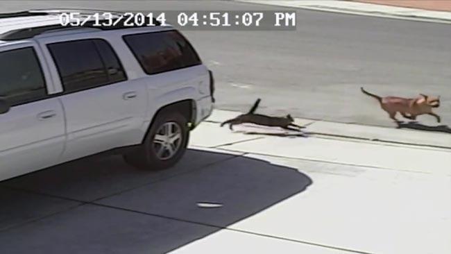 VIDEO: Hero cat saves the day