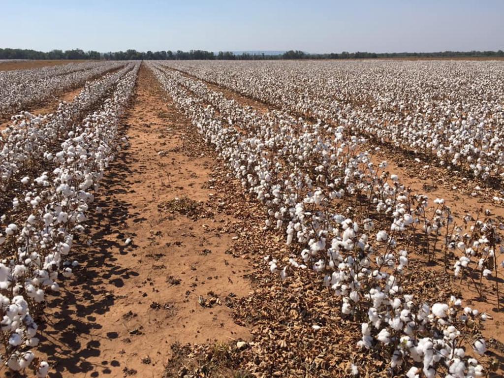 Farmers at Tipperary Station harvest cotton in the NT for the first time in 15 years. Picture: Andrew Philip