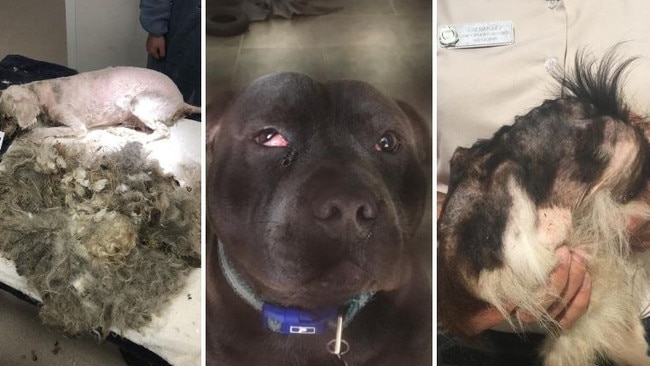 A neglected poodle cross, a violently abused Staffordshire Terrier and an emaciated Tibetan Spaniel cross Maltese are just some of the animals seized by their RSPCA in severe animal cruelty cases. Picture: RSPCA NSW