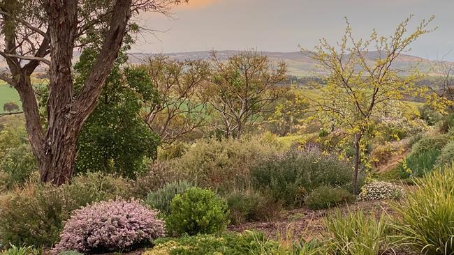 Barossa Valley garden, SA. Picture: Beryl Hunter