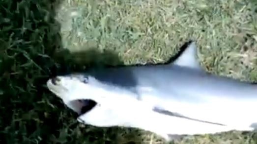 An 86cm bull shark was caught in Currumbin Creek this week. Picture: Supplied.