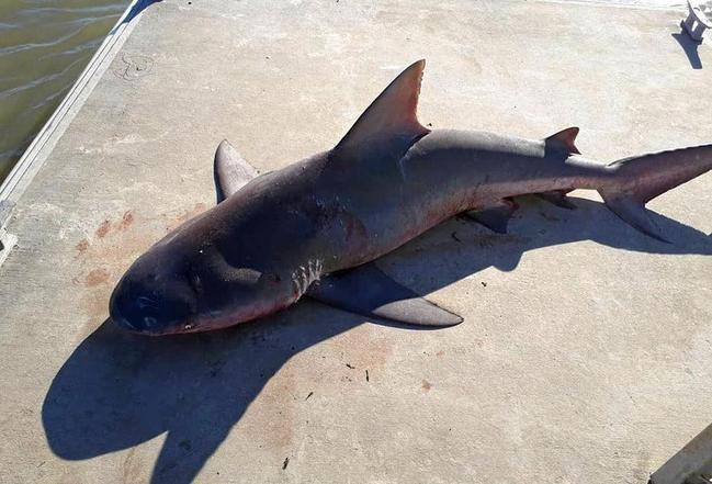 FISH OUT OF WATER: Mark Normal dragged the bull shark from the pontoon back into the river. Picture: Mark Norman