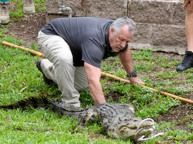 Wildlife officer Tony Frisby catches a crocodile on the move in the floods. Picture: Evan Morgan