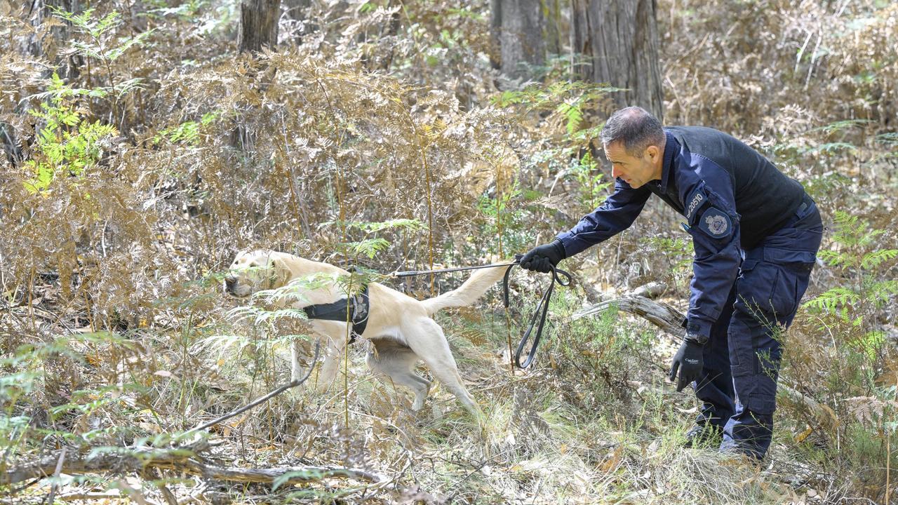 The dog squad joined the search. Picture: Joe Armao/ Pool/ NCA NewsWire