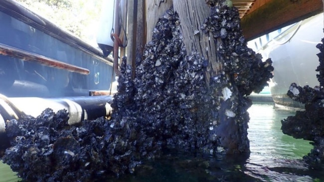 A photo of oysters on the piles at Kirribilli Marina.