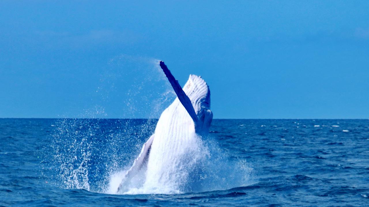 Migaloo thrilled spectators when he was spotted off Port Douglas in 2019. Picture: Indepth Photography, Quicksilver.