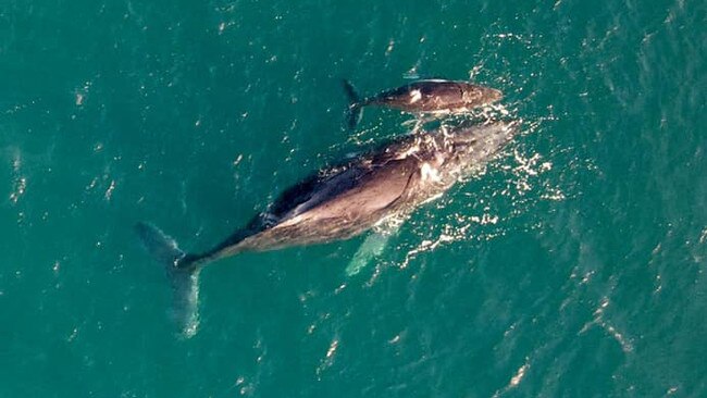 Mackay resident Marina was at Lamberts Beach this morning to spot this mother humpback whale and her calf. Picture: Stefan (Contributed)