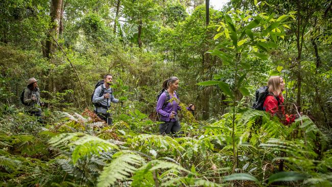 On the Scenic Rim Trail in Queensland.