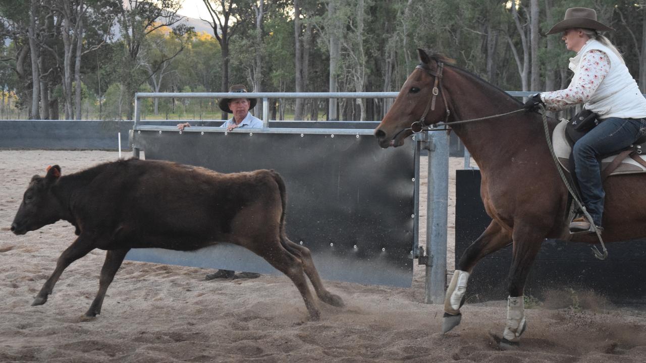 A rider guides the cattle into the yard at this year's Blue Mountain Campdraft.