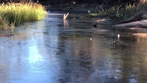 The frozen Quart Pot Lake at Stanthorpe after temperatures dropped to minus 11. Photo: Diamondvale B&amp;B Cottages Stanthorpe.