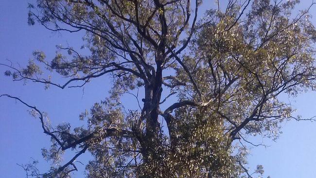 huge 300 year old ironbark to be cut down for smart state academy