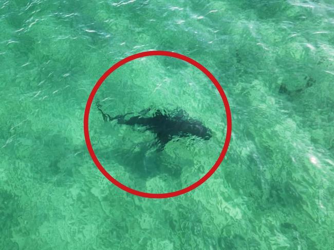 Huge shark seen at metro beach as drastic safety measures taken