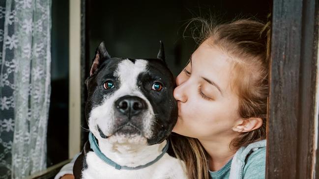 SMART Pets. Window, Dog, Open, Domestic Life. Picture: iStock